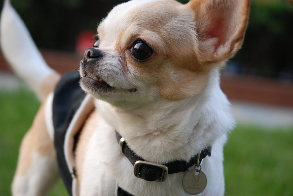 10 smallest dogs